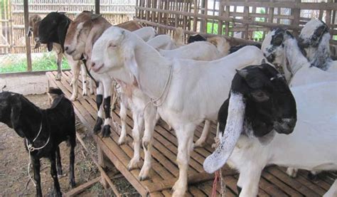 Cara mengajukan bantuan ternak kambing 000,--Cikangkung, 26 Juli 2013Ketua Kelompok Ternak Mandiri, B A E S U S IBendahara KelompokTernak Mandiri, A N E N G